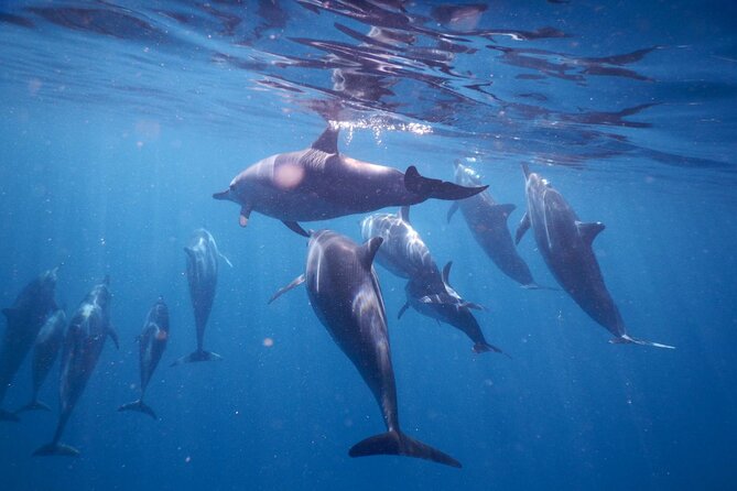 Lydia Boat Mauritius :Private boat tour:Whales&Dolphins encounter - Meeting the crew on the beach
