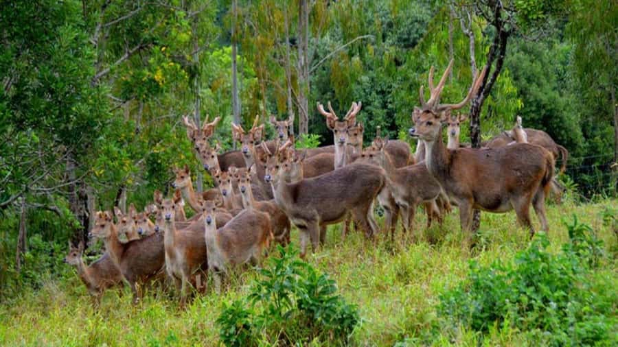 Mauritius 4x4 safari adventure with pick up - Riding through a 1,300-hectare reserve