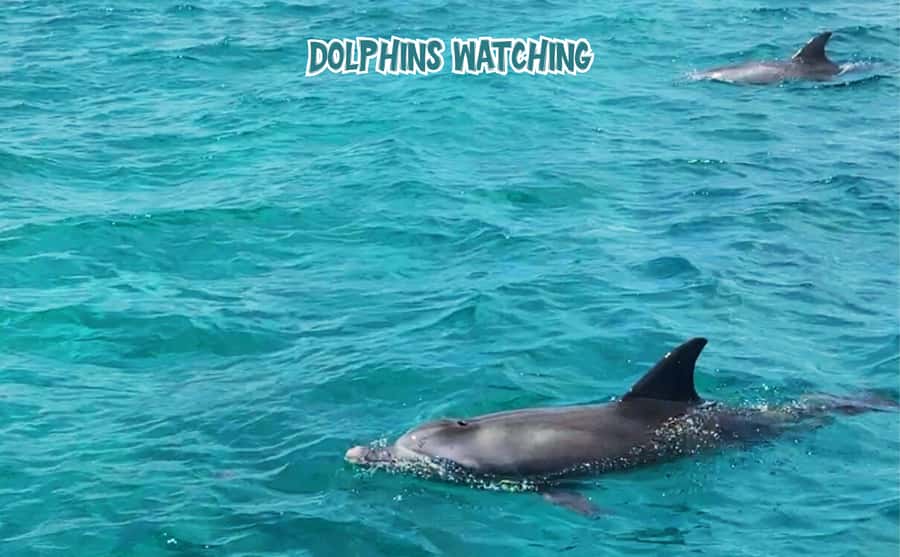 Mauritius: 5 Islands of the East Speedboat Tour with BBQ - Snorkeling beside Île aux Aigrettes