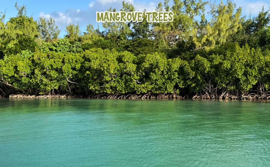 Mauritius: 5 Islands of the East Speedboat Tour with BBQ - Mangrove channels and Grand River South East Waterfall