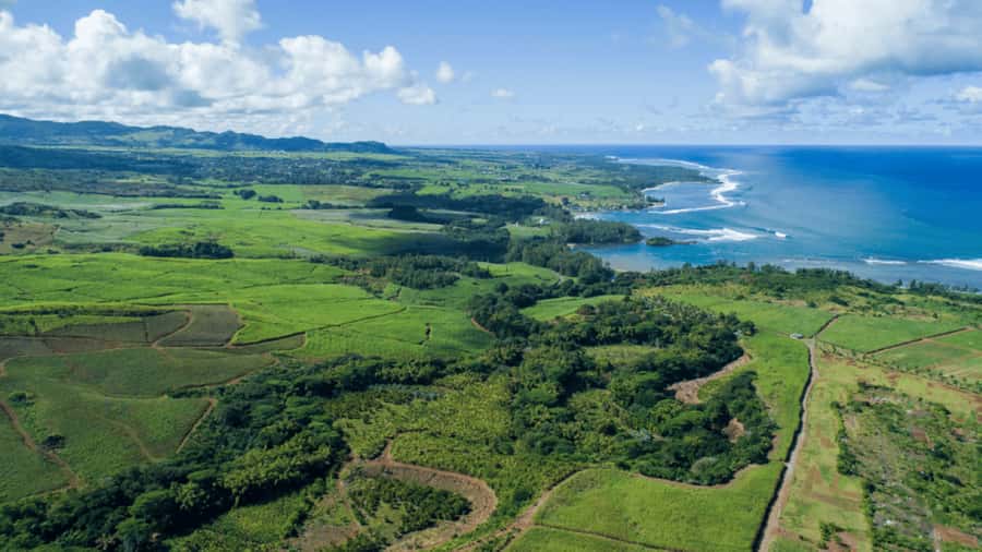 Mauritius: Bel Ombre Nature Reserve 4x4 Safari Adventure - Looking for birds and native wildlife