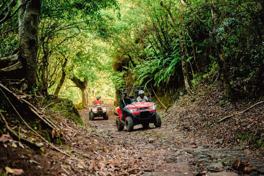 Mauritius: Bel Ombre Nature Reserve Quad Bike Tour - Wildlife in its natural setting