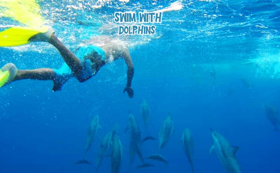 Mauritius: Benitier Island - Swim Dolphins - Speedboat & BBQ - A secret stop for swimming and snorkeling
