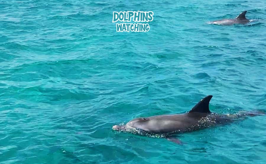 Mauritius: Benitier Island - Swim Dolphins - Speedboat & BBQ - Searching for spinner and bottlenose dolphins