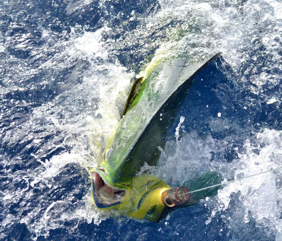 Mauritius: Big Game Fishing Trip from Grand Baie - Setting out from Grand Baie at 7:00 am