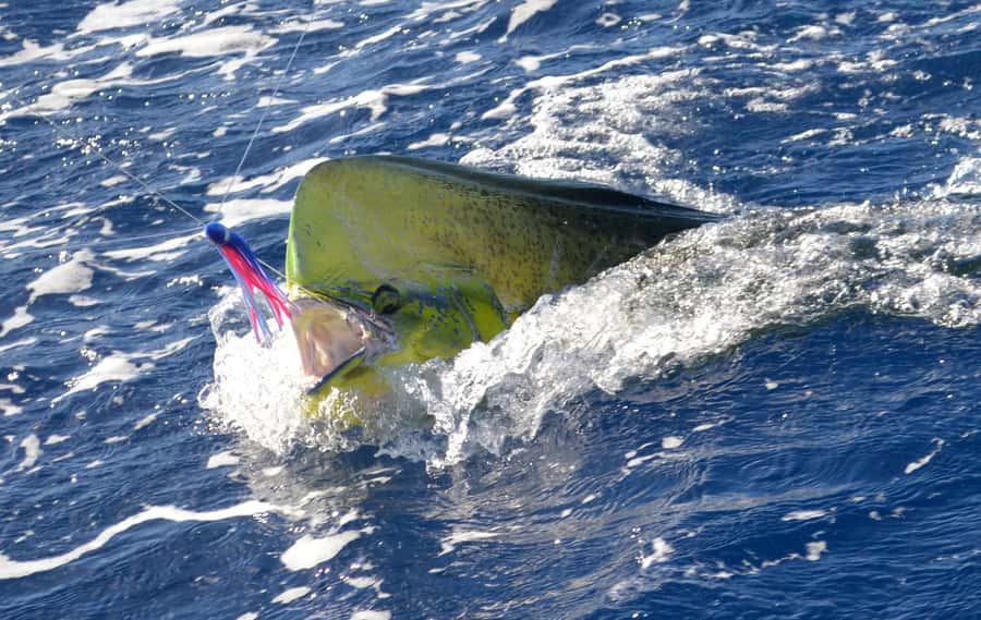 Mauritius: Big Game Fishing Trip from Grand Baie - Chasing marlin, tuna, and dorado offshore
