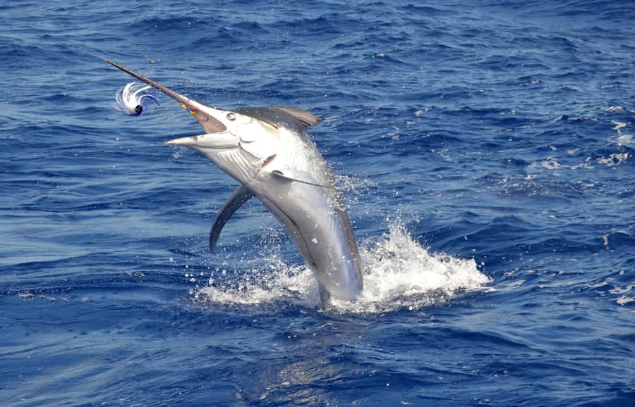 Mauritius: Big Game Fishing Trip from Grand Baie - The value of a private $1,229 charter