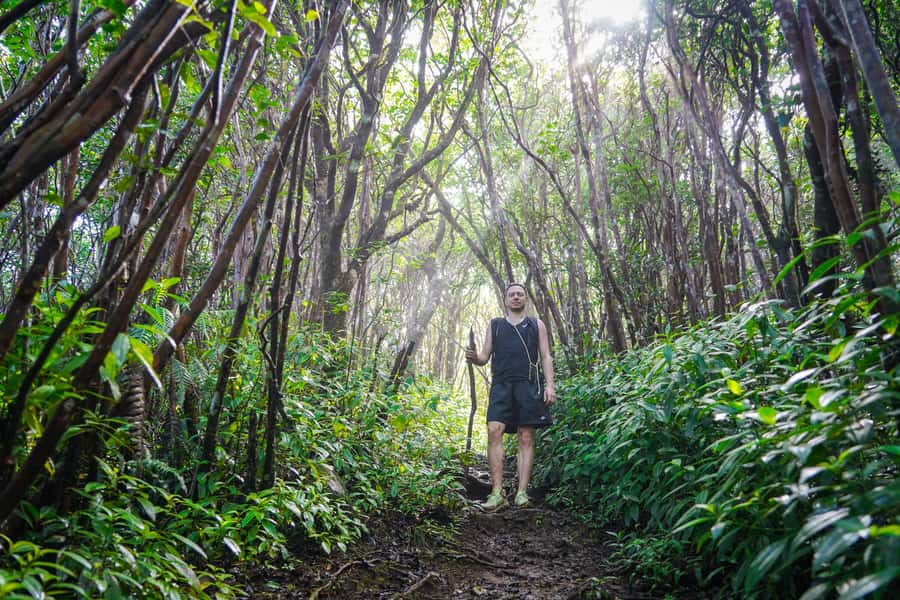 Mauritius: Black River Gorges Guided Hike - Ebony trees, orchids, and rare island birds