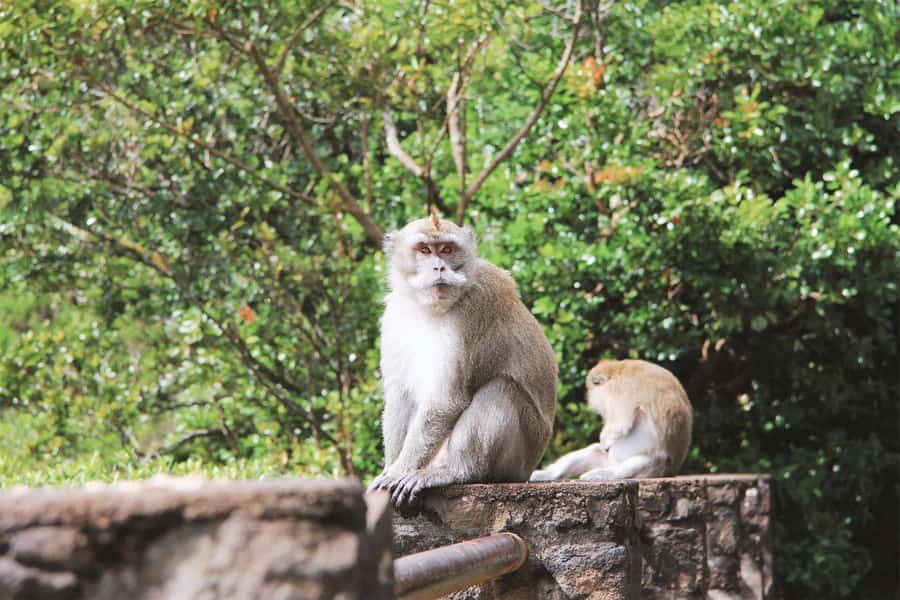 Mauritius: Black River Gorges National Park 3-Hour Hike - Why Black River Gorges deserves half a day