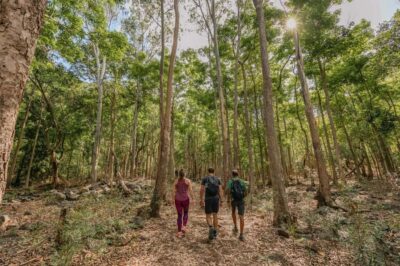 Black River Gorges National Park 3-Hour Hike
