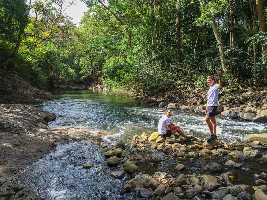 Mauritius: Black River Gorges National Park 3-Hour Hike - Wildlife, plants, and the value of a local guide