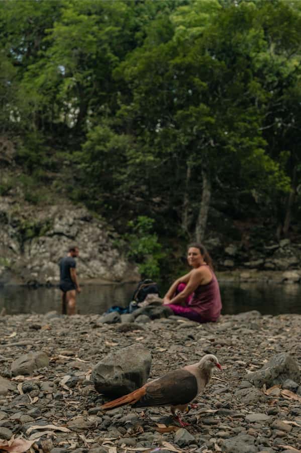 Mauritius: Black River Gorges National Park 3-Hour Hike - The river swim at the finish