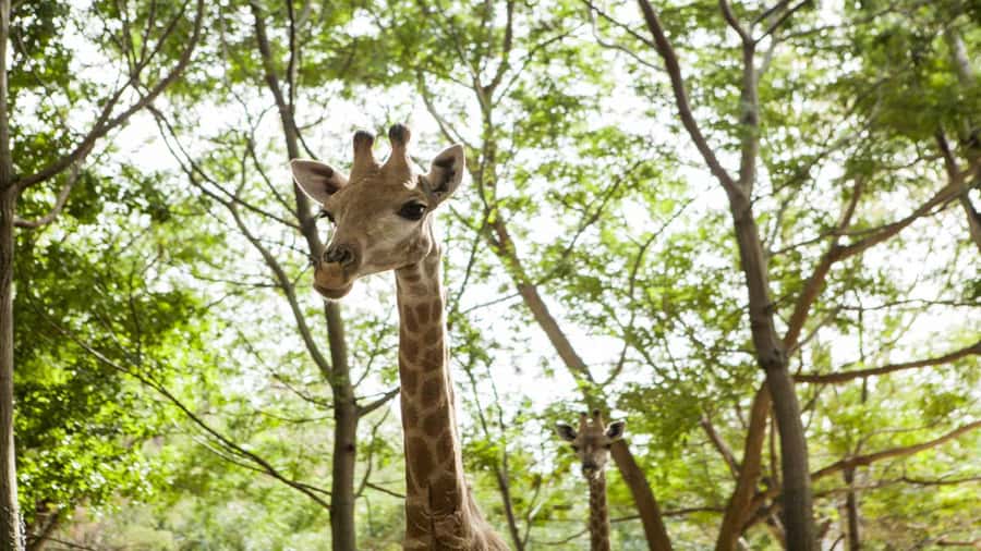Mauritius: Casela Nature Parks Entrance Ticket with Transfer - The African Safari Truck Tour