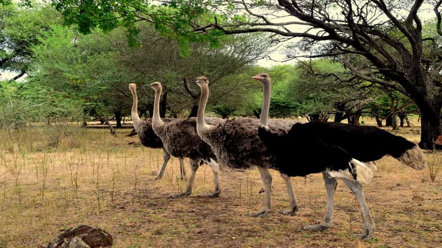 Mauritius: Casela Nature Parks Entrance Ticket with Transfer - Starting with hotel pickup and the seven-hour schedule