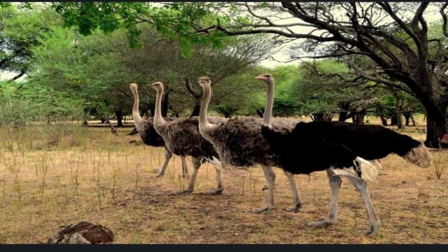 Mauritius: Casela nature parks & flic en flac beach - How the Private Day Works