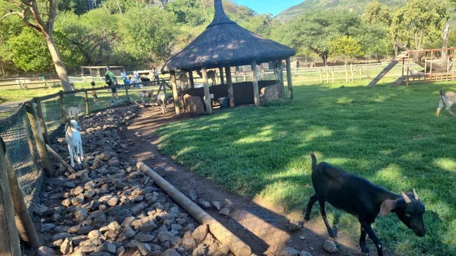 Mauritius: Casela nature parks & flic en flac beach - Choosing Between Safari, Zip Line, and Animal Encounters