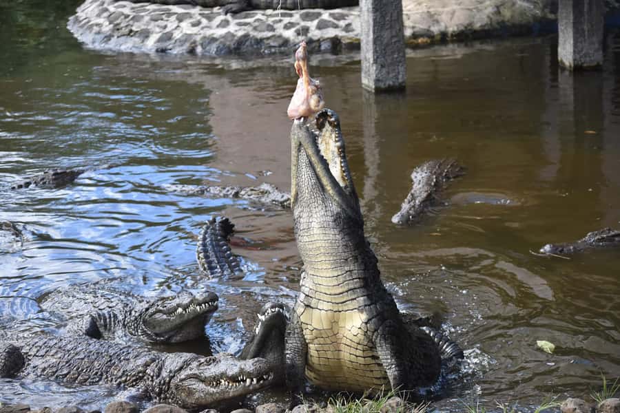 Mauritius: Crocodile Park and Tea Factory Tour with Tasting - Key points to know before booking