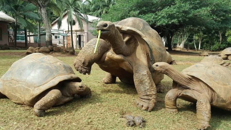 Mauritius: Crocodile Park and Tea Factory Tour with Tasting - La Vanille Nature Park and its crocodile-park past