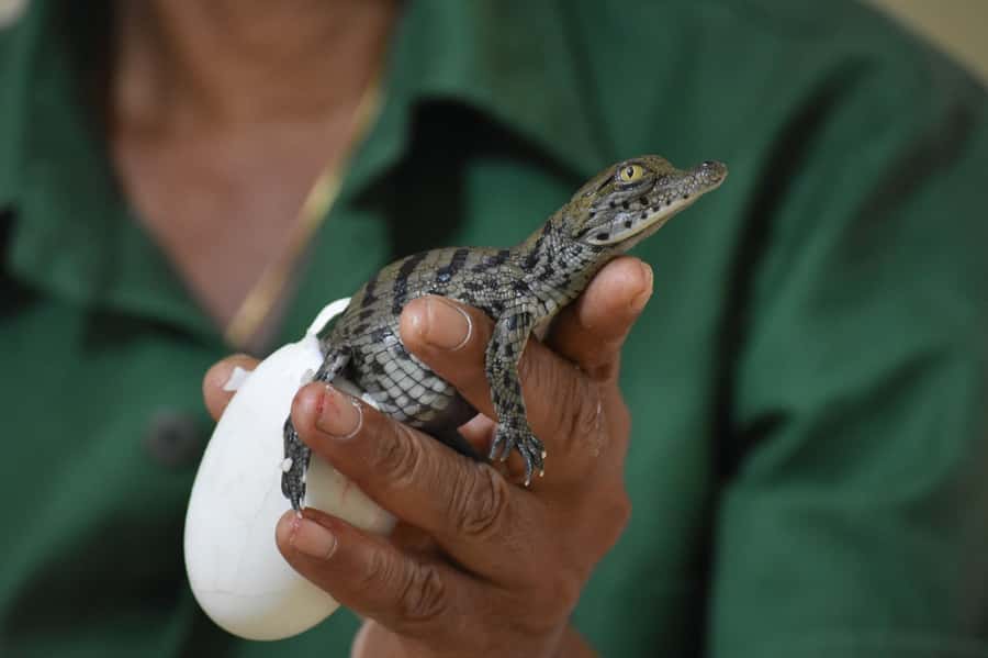 Mauritius: Crocodile Park and Tea Factory Tour with Tasting - What the private format adds