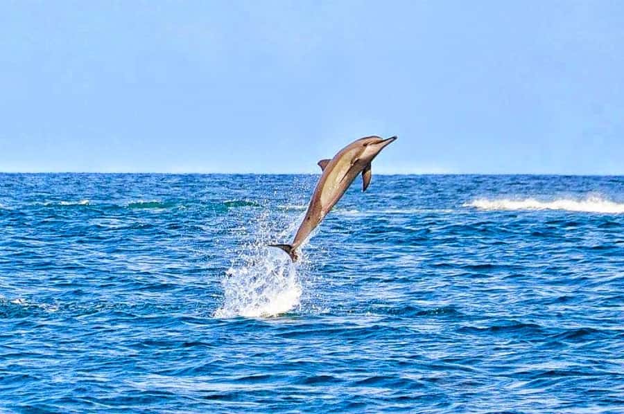 Mauritius Dolphin Encounter and Geographic Marvels Tour - Key points to know before booking