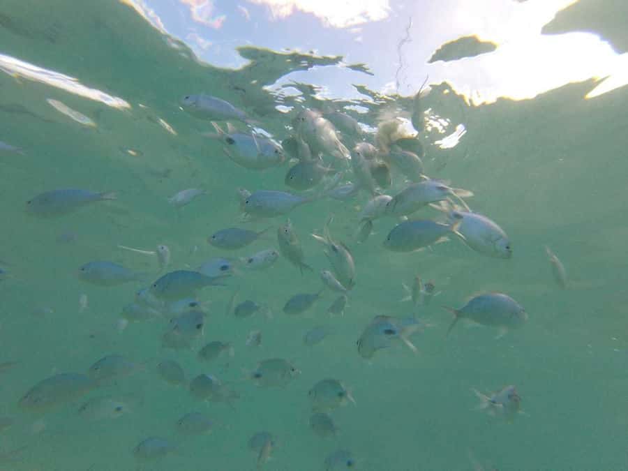 Mauritius: Dolphin Encounter, Trou aux Cerf and Grand Bassin - One busy day across southern Mauritius