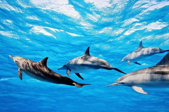 Mauritius : Dolphins Swim and Ile Aux Bénitiers with BBQ - Arriving at Ile aux Bénitiers for the BBQ