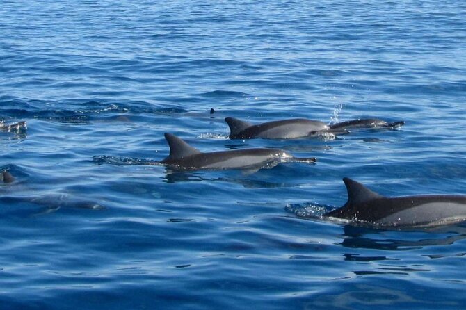 Mauritius : Dolphins Swim and Ile Aux Bénitiers with BBQ - Who should book this Mauritius outing?