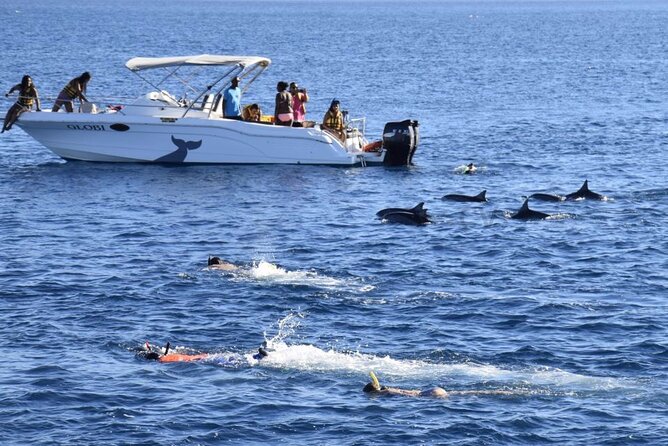 Mauritius : Dolphins Swim and Ile Aux Bénitiers with BBQ - What swimming with dolphins really requires