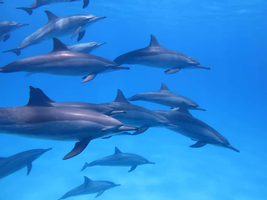 Mauritius: Dolphins watch half-day - Watching dolphins in the open sea