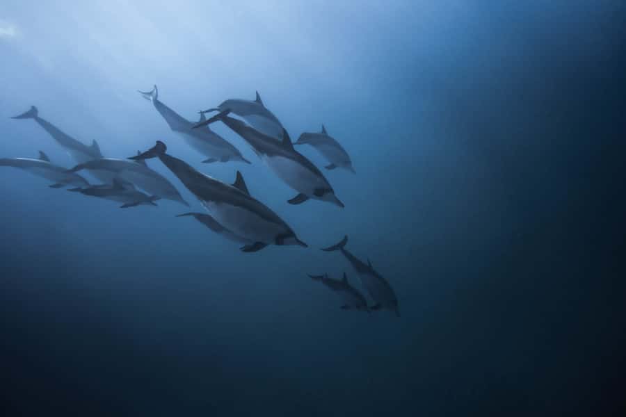 Mauritius: Dolphins watch half-day - Meeting the boat at Tamarin Bay