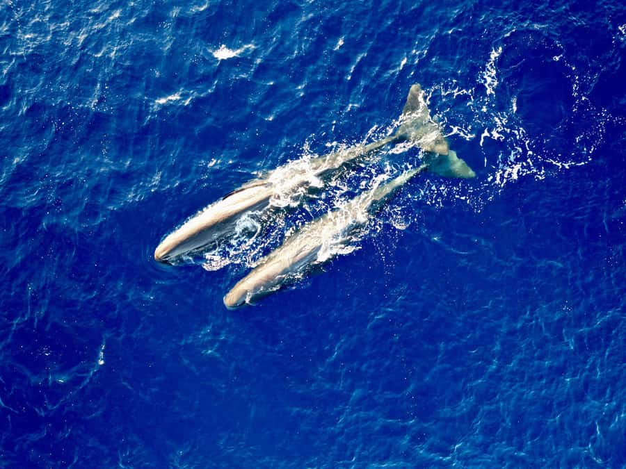 Mauritius Eco Whales Quest, 3-4 hours Expedition - Setting Out Early From Mauritius