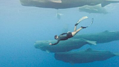 Mauritius Eco Whales Quest, 3-4 hours Expedition