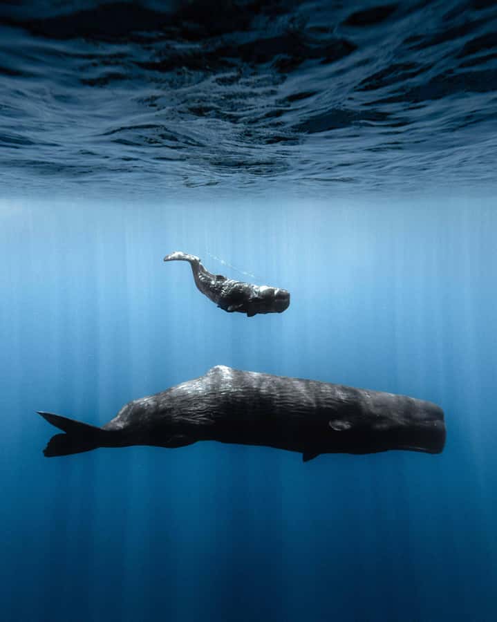Mauritius Eco Whales Quest, 3-4 hours Expedition - Who Will Enjoy This Experience Most?