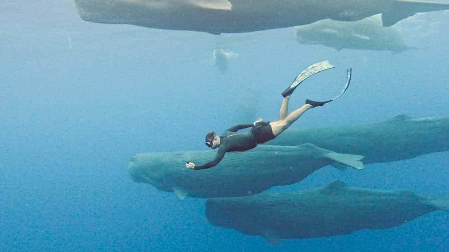 Mauritius Eco Whales Quest, 3-4 hours Expedition - Watching Sperm Whales in Open Water