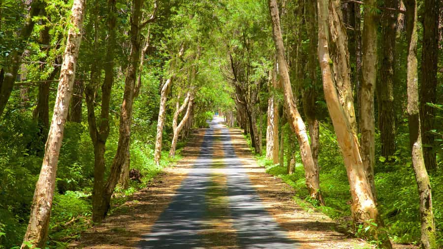 Mauritius: Exclusive South West Tour - Black River Gorges puts the island’s forests in context