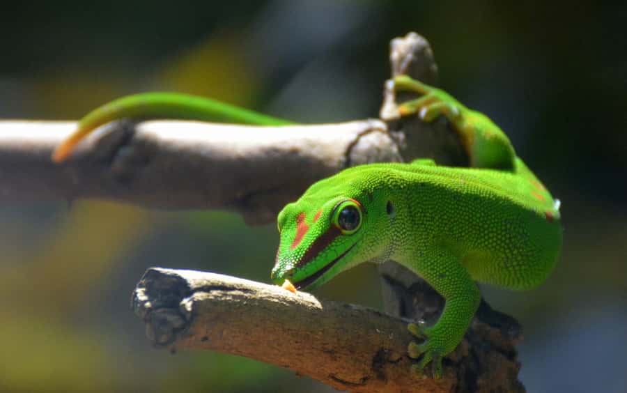 Mauritius: Full-Day Quad Bike Tour with Lunch - La Vanille Nature Park, crocodiles, and giant tortoises