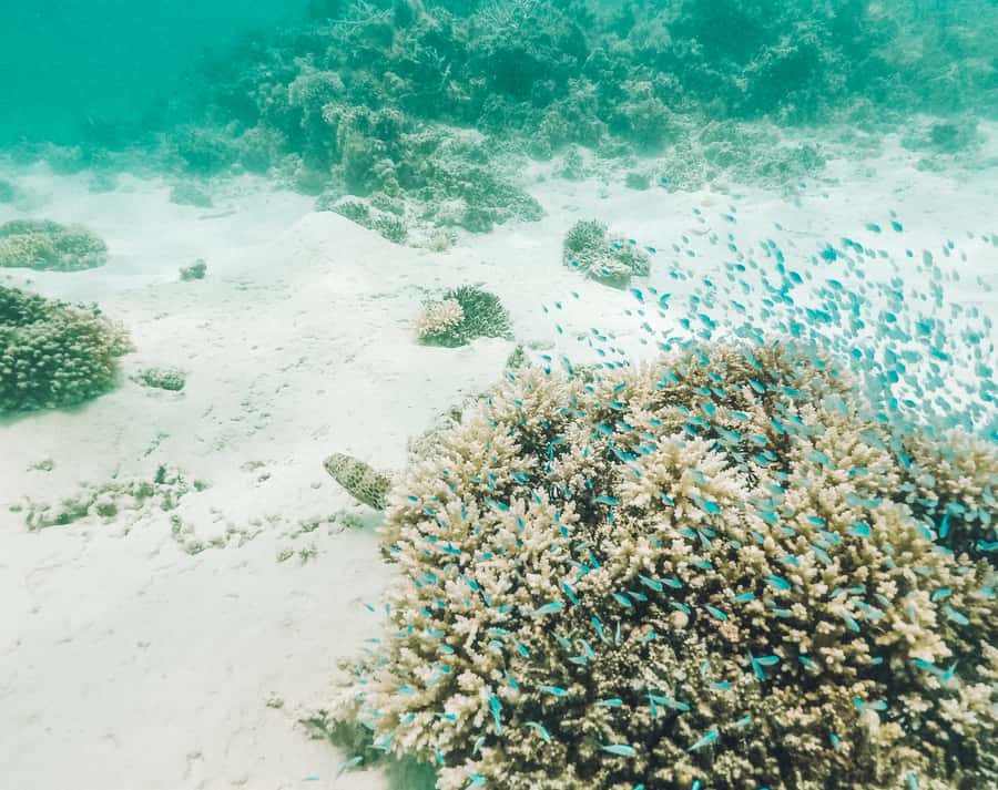 Mauritius: Full-Day Speedboat Tour to Ile aux Cerfs & BBQ - The d’Alblair shipwreck and Ile aux Fouquets lighthouse