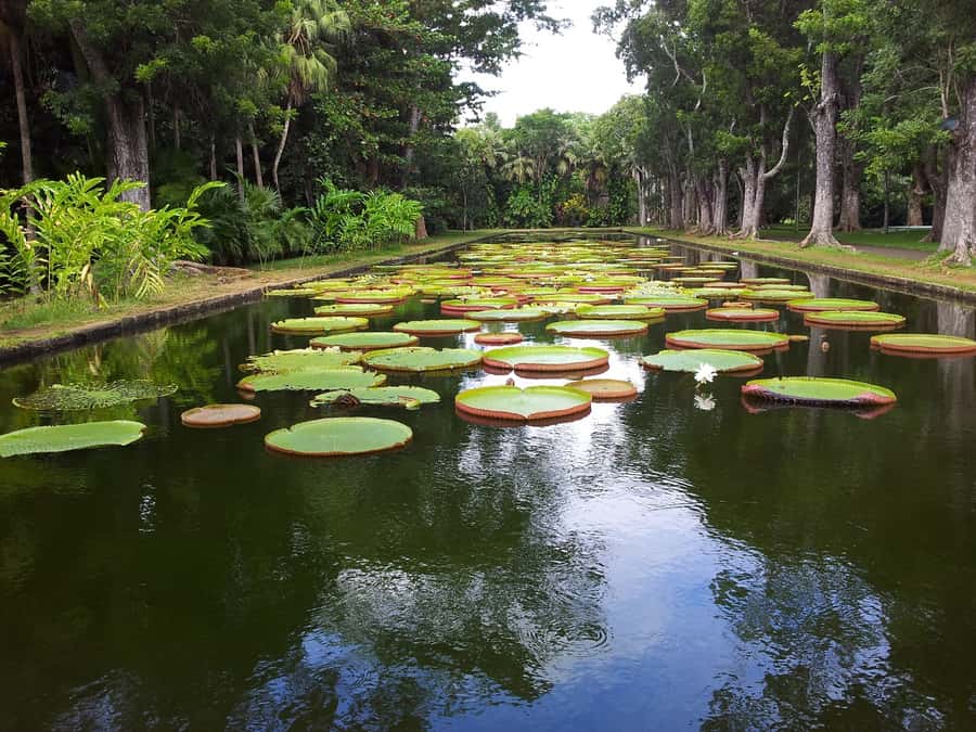 Mauritius: Full Day Tour of the North with Hotel Transfer - Key points to know before booking
