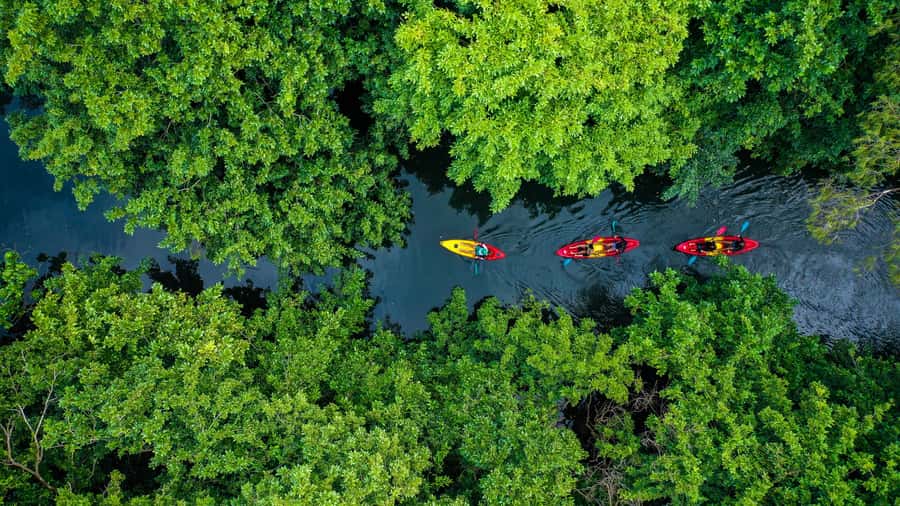 Mauritius: Guided Kayak Tour on Tamarin River - Two River Arms and a Mountain View