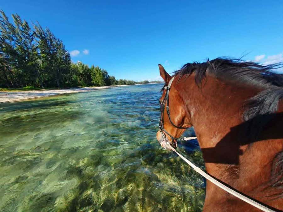 Mauritius: Horse riding on the deserted beach of Riambel - Is $117 a fair price for one hour?