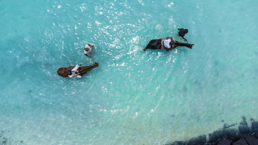 Mauritius: Horseback riding on the beach - The one-hour walk along Belle Mare Beach