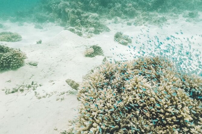 Mauritius : Ile Aux Cerfs 3 islands Speed Boat Trip with BBQ - What the $88.81 price really covers