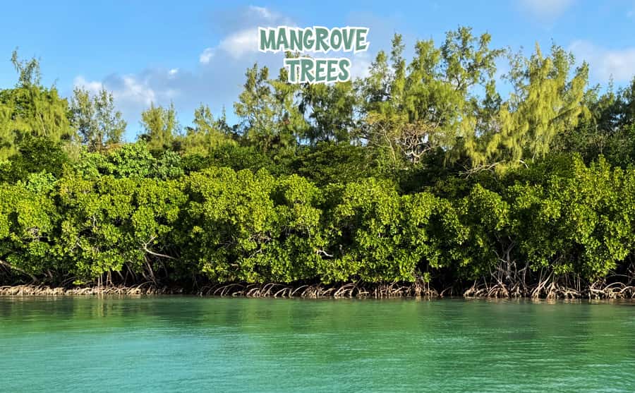 Mauritius: Ile aux Cerfs Speedboat Tour with Lunch & Drinks - Key points before you book