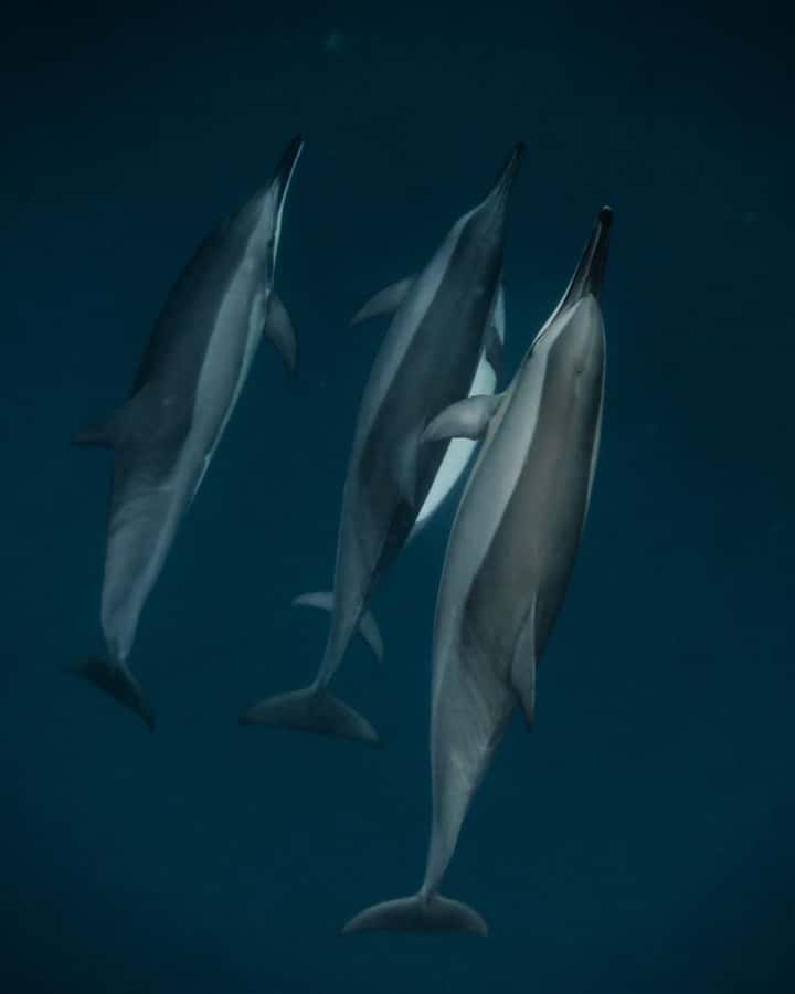 Mauritius Le Morne: Eco-Friendly Dolphin Watching Tour - Why the early boat matters at Le Morne