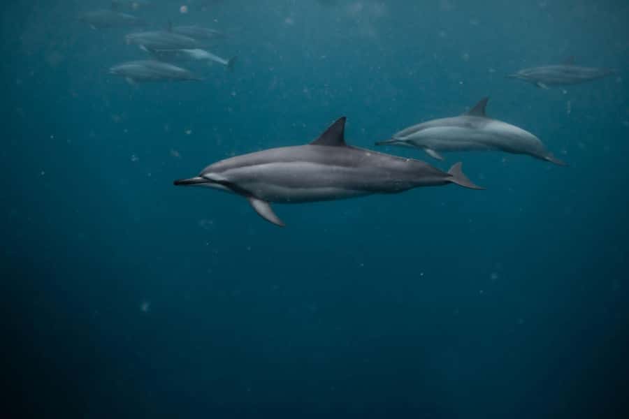 Mauritius Le Morne: Eco-Friendly Dolphin Watching Tour - What the dolphin swim feels like