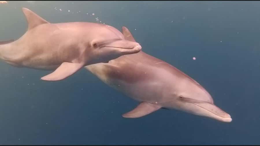 Mauritius Le Morne: Eco-Friendly Dolphin Watching Tour - Who should book this experience?