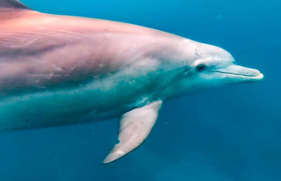 Mauritius Le Morne: Eco-Friendly Dolphin Watching Tour - Meeting the crew and learning about dolphins