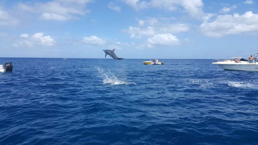 Mauritius: Ocean Swim with Dolphins - A full morning on Mauritius’s southwest coast