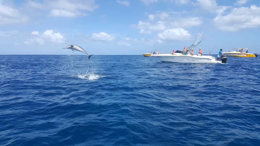 Mauritius: Ocean Swim with Dolphins - The Aquarium snorkeling stop lasts about 30 minutes