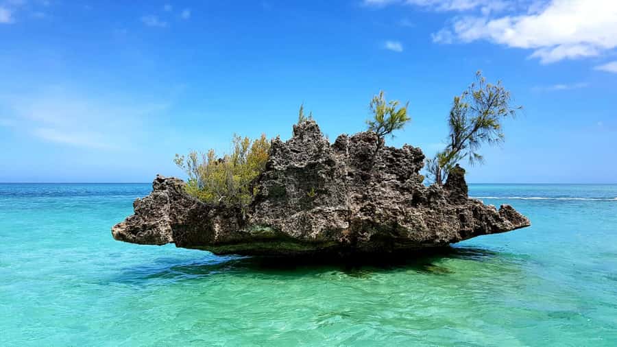 Mauritius: Ocean Swim with Dolphins - The dolphin encounter: exciting, quick, and ethically complicated